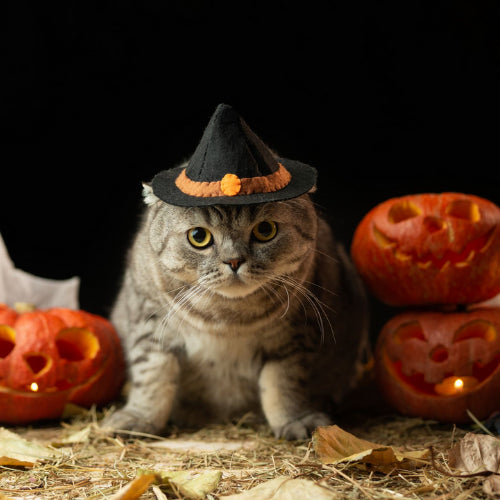 Keeping Your Cat Safe During Halloween